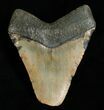Bargain Megalodon Tooth #4983-2